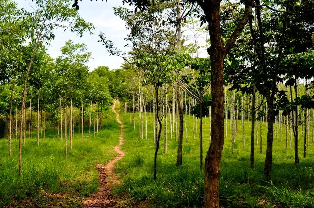 Betulia Energy and Biodiversity Restoration